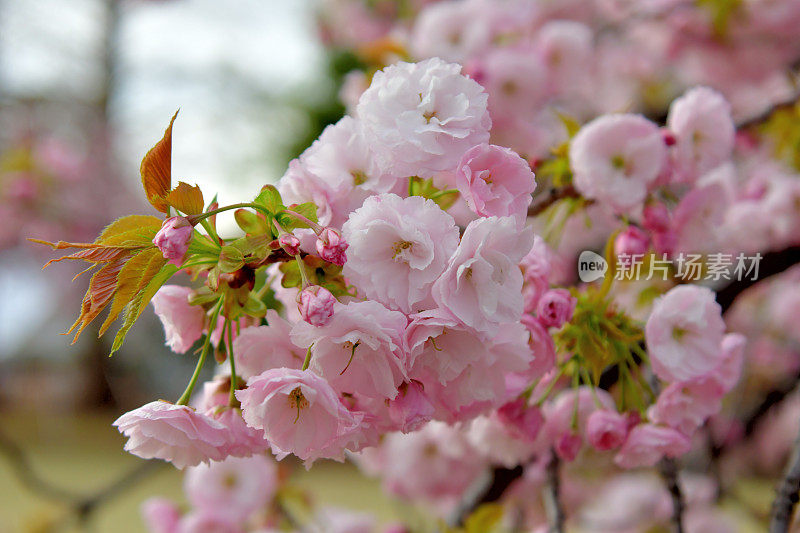 重瓣樱花