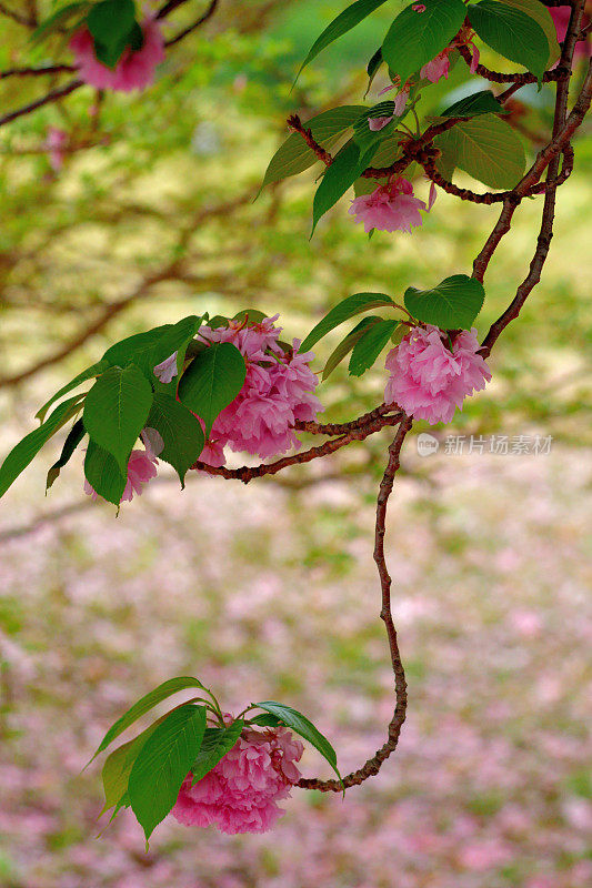 重瓣樱花