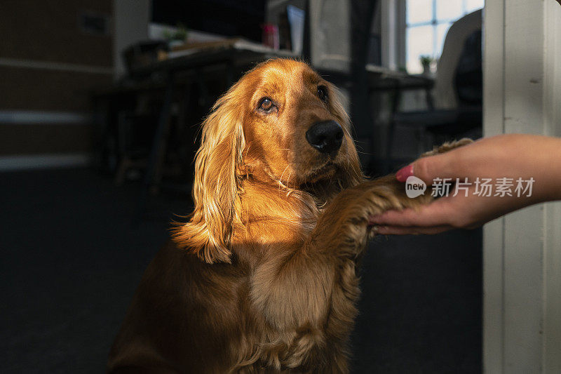 听话的小猎犬