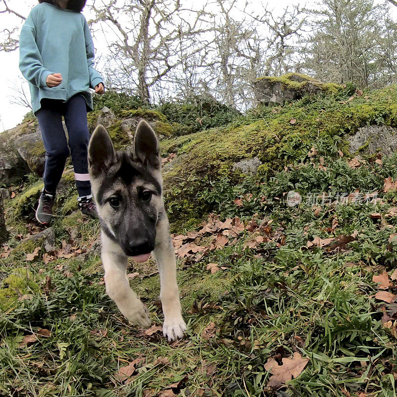 三个月大的哈士奇牧羊犬幼犬