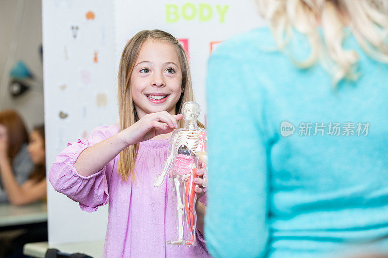 女孩指着为她的科学展览项目制作的人体模型上的身体部位