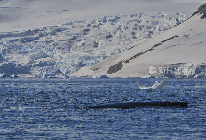 野生座头鲸在壮观的风景南极半岛在大南大洋