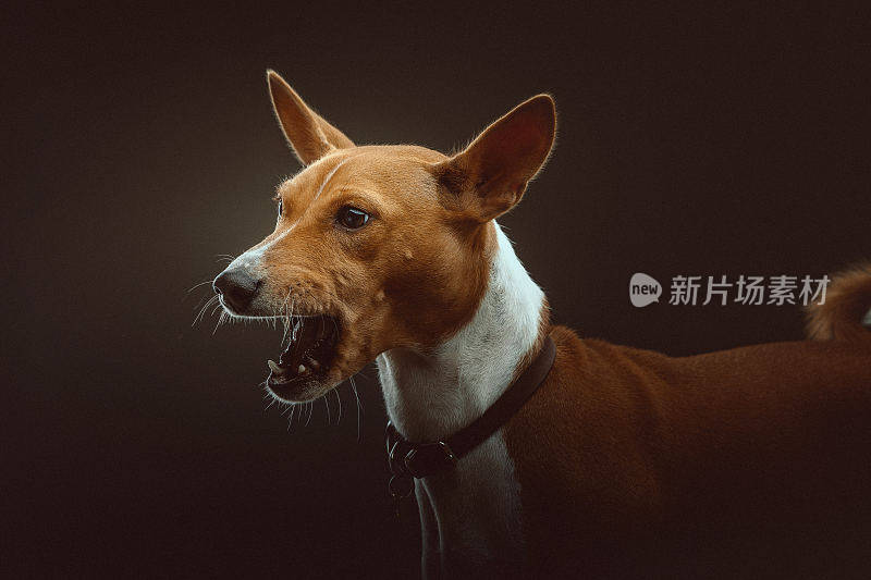 巴辛吉梗犬