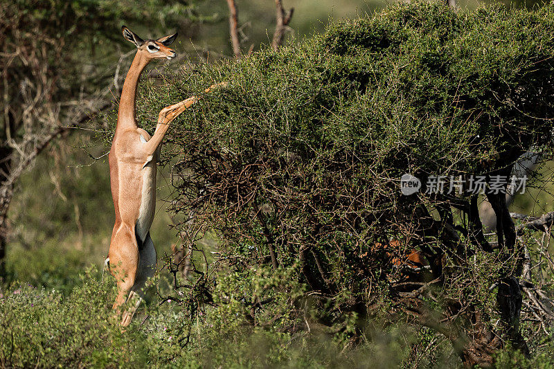 位于桑布鲁国家保护区的Gerenuk