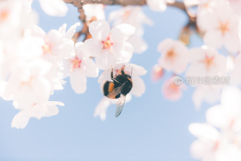 浪漫的樱花树与蓝天在一个阳光明媚的春天与大黄蜂