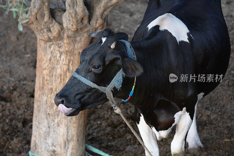 黑白奶牛