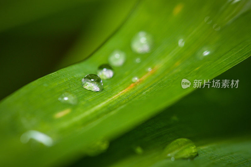 清晨小雨过后，水滴在绿叶上