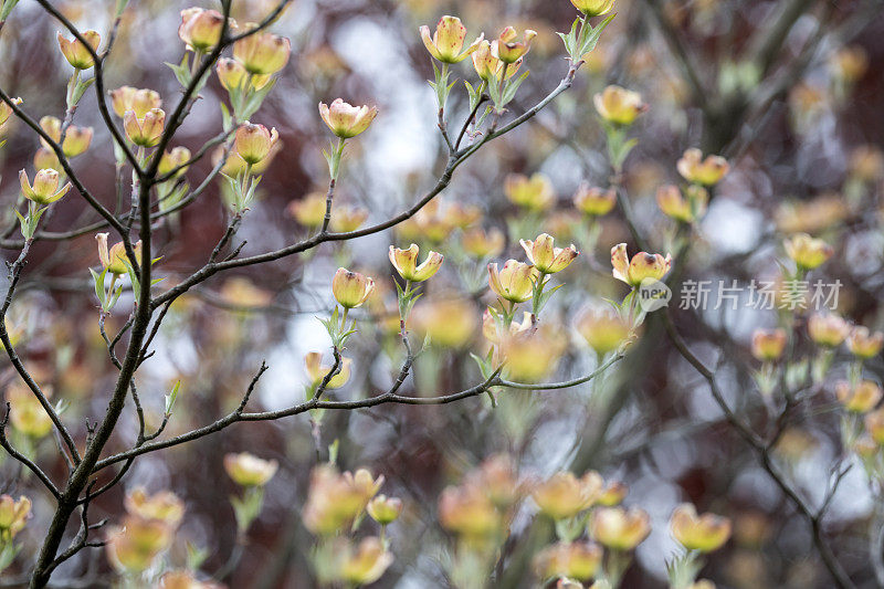 山茱萸盛开