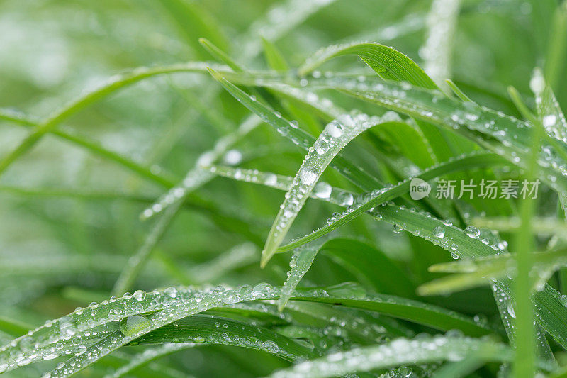 春雨滴在草地上的特写