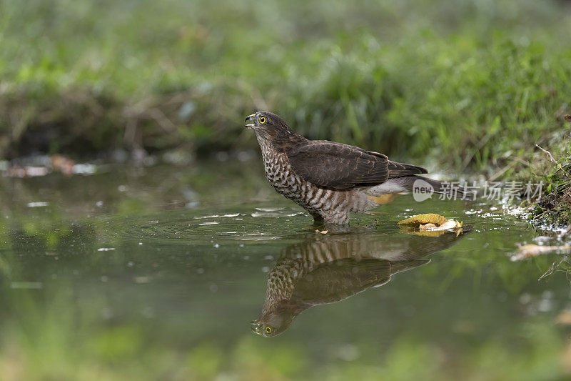 sparrowhawk(猛禽努力)