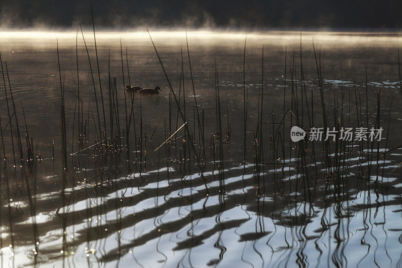 湖雾鸭剪影背面点燃宁静的场景深褐色