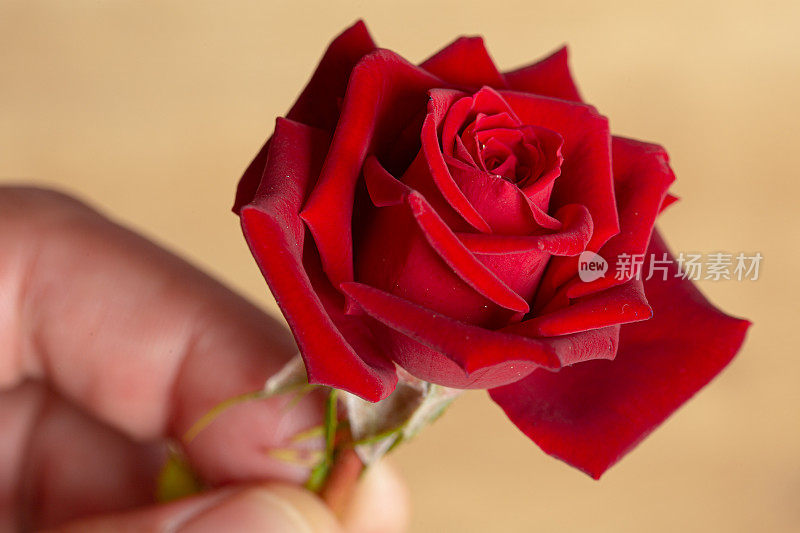 小小的红玫瑰被一只手捧着，还是紧紧地贴着