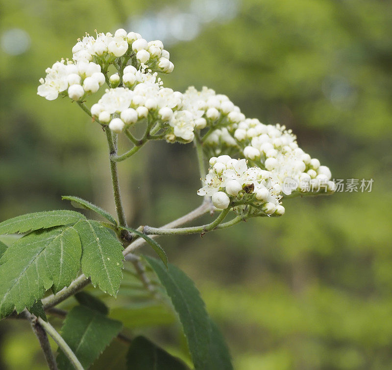 花楸，花楸(花楸属)，开花