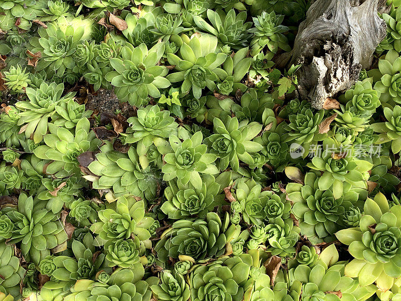 特写镜头肉质植物