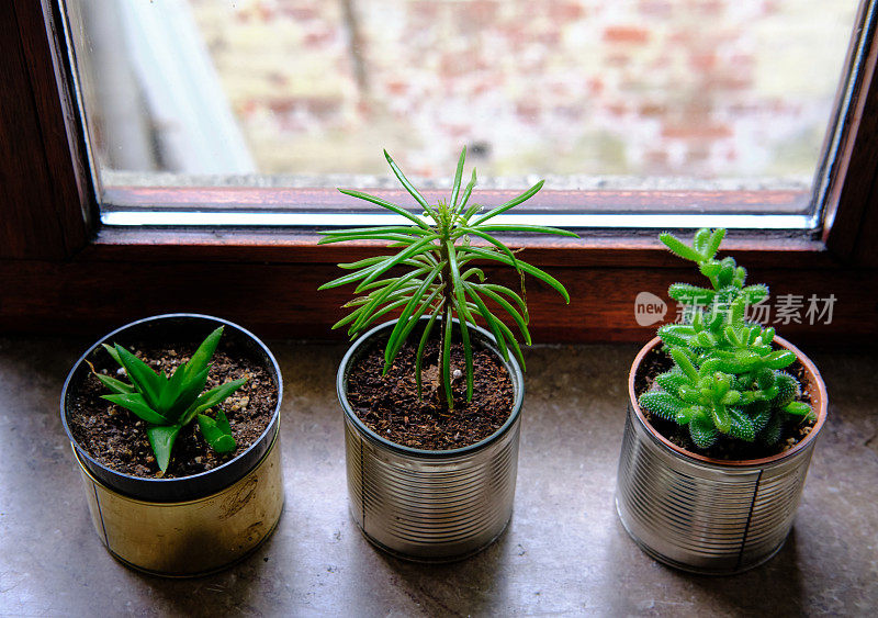 花瓶里的三株小肉质植物