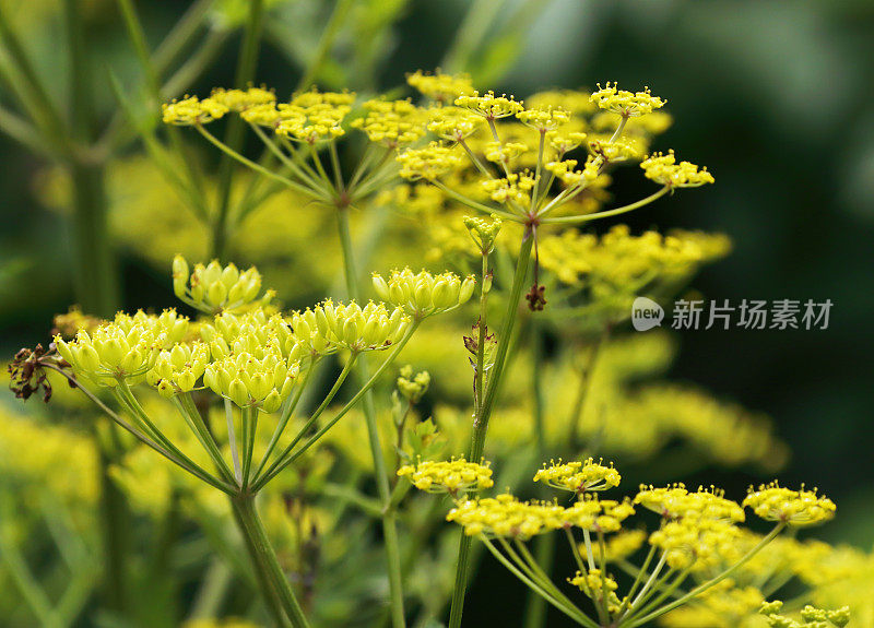 野生防风草