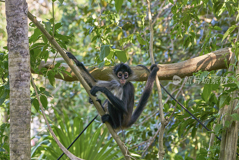 卡曼湖附近尤卡坦半岛仙喀安生物圈保护区的野生蜘蛛猴