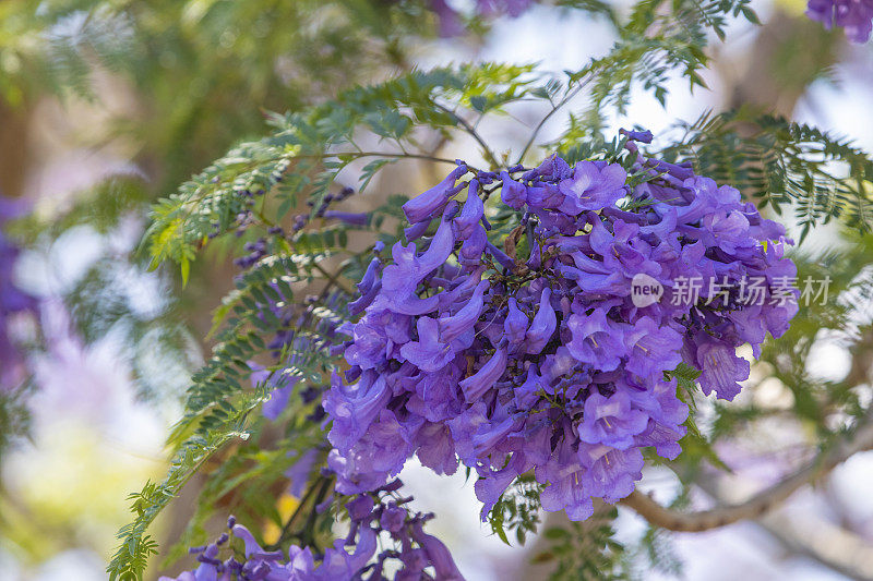 树上的紫色蓝花楹花