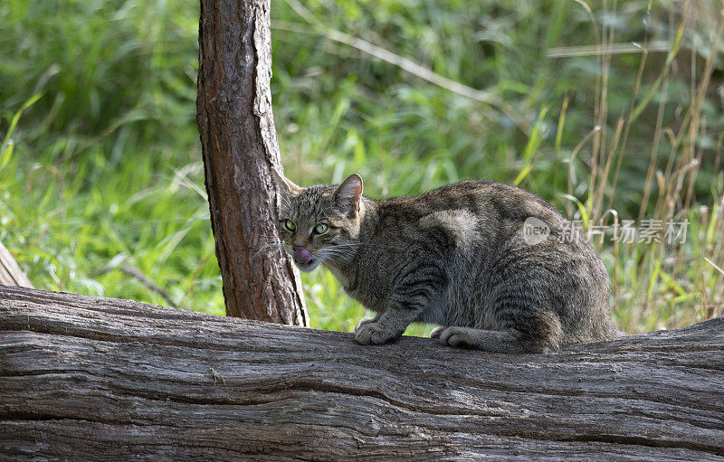 苏格兰野猫