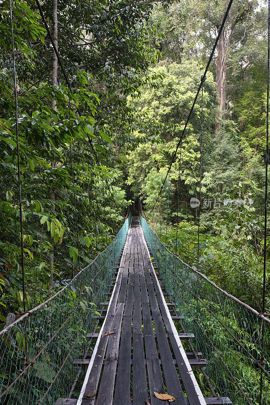 悬桥和步行街位于马来西亚婆罗洲热带雨林中部的原始丛林中。