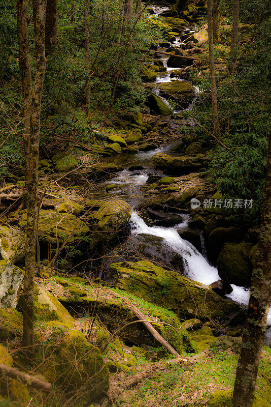 河流在森林中漂过巨石。