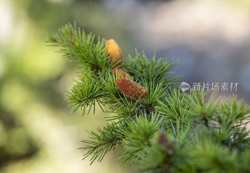 带针的松枝，靠近