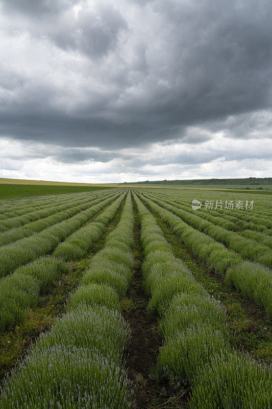 阴沉的天空背景上的薰衣草种植园。农业职业。保加利亚的薰衣草花田。