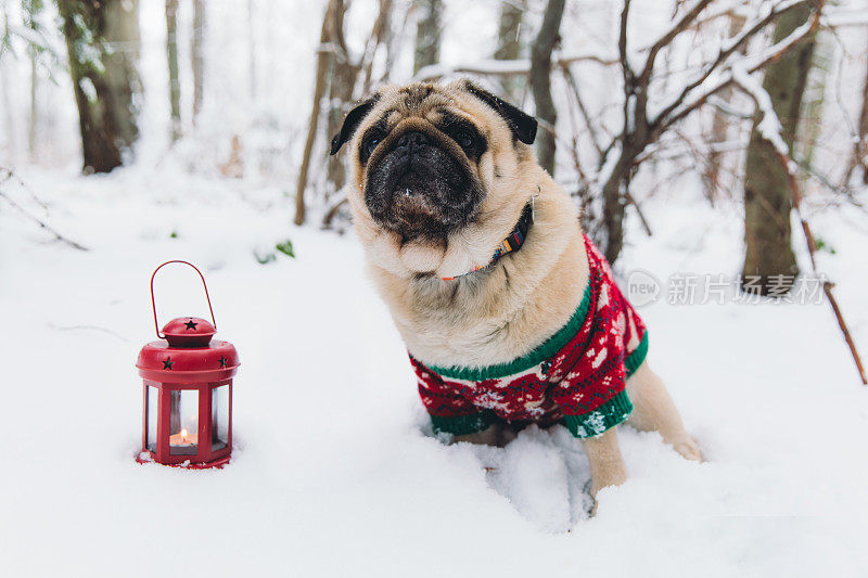 可爱的狗穿着有趣的毛衣，让圣诞节的心情变好