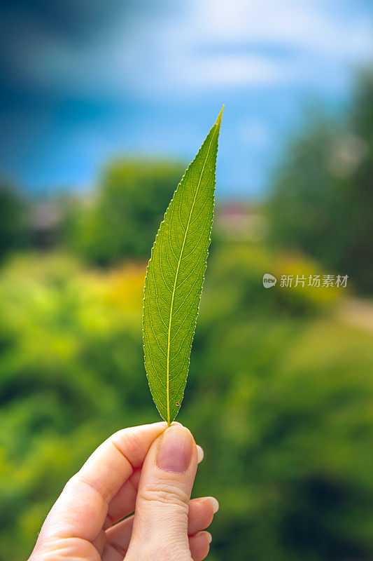 绿色的柳树叶