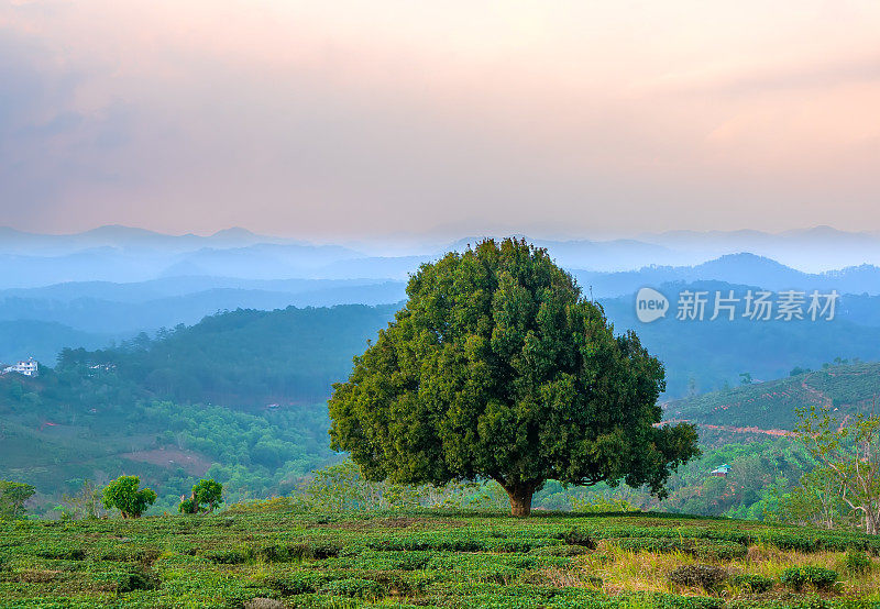 茶园间一棵孤零零的老树的剪影