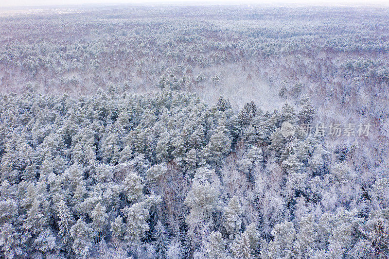 鸟瞰图的混合森林覆盖着雪。