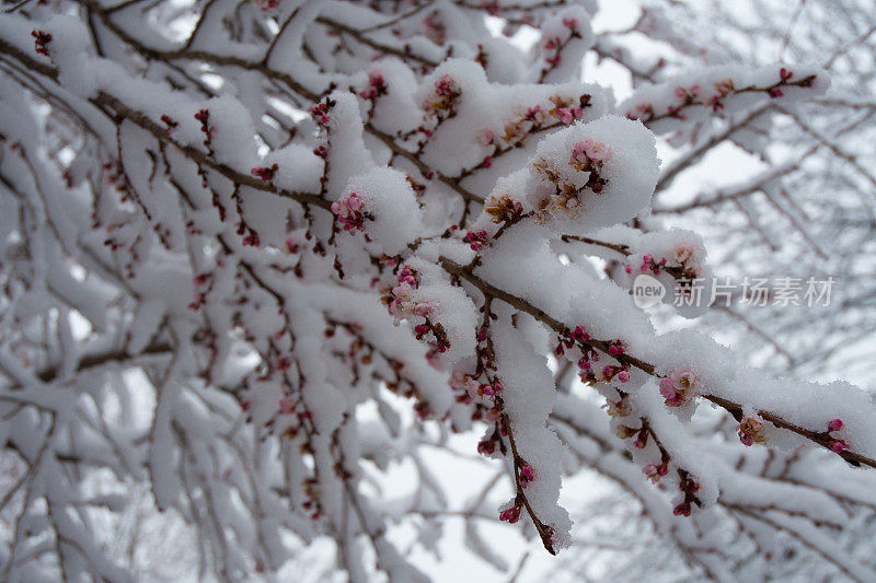 樱花在雪中盛开