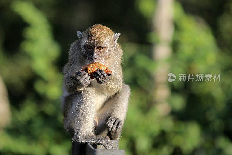 猴子缓解饥饿