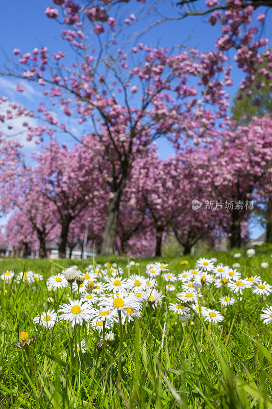 日本樱桃树上的雏菊花和樱花