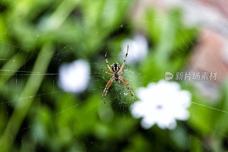 花园里的家蜘蛛