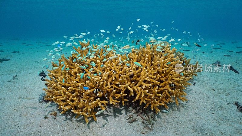 在太平洋水下生活着鹿角珊瑚的鱼