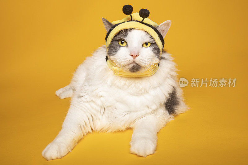 装扮成大黄蜂的大猫