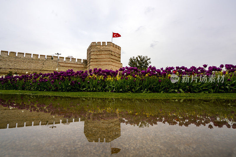 伊斯坦布尔的一堵拜占庭墙，墙上挂着紫色郁金香。