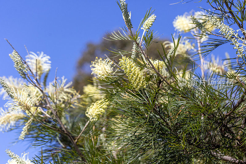 特写美丽的白色瓶刷花，Grevillea，蓝色背景与复制空间