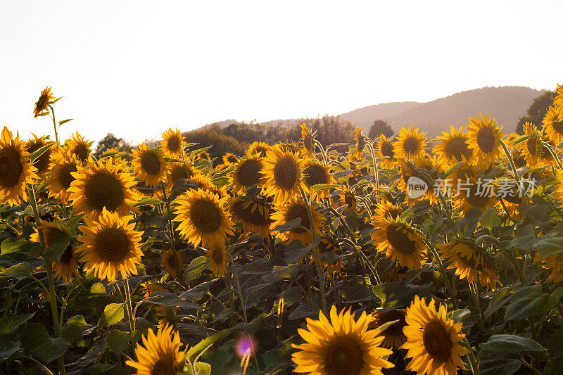 向日葵田以夕阳为背景，黄金时刻。田野里盛开的向日葵在夕阳的映衬下。