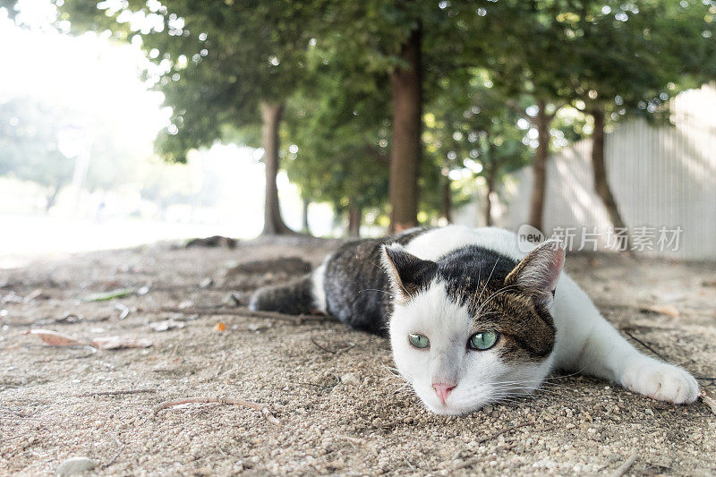 一只睡在公园里的猫