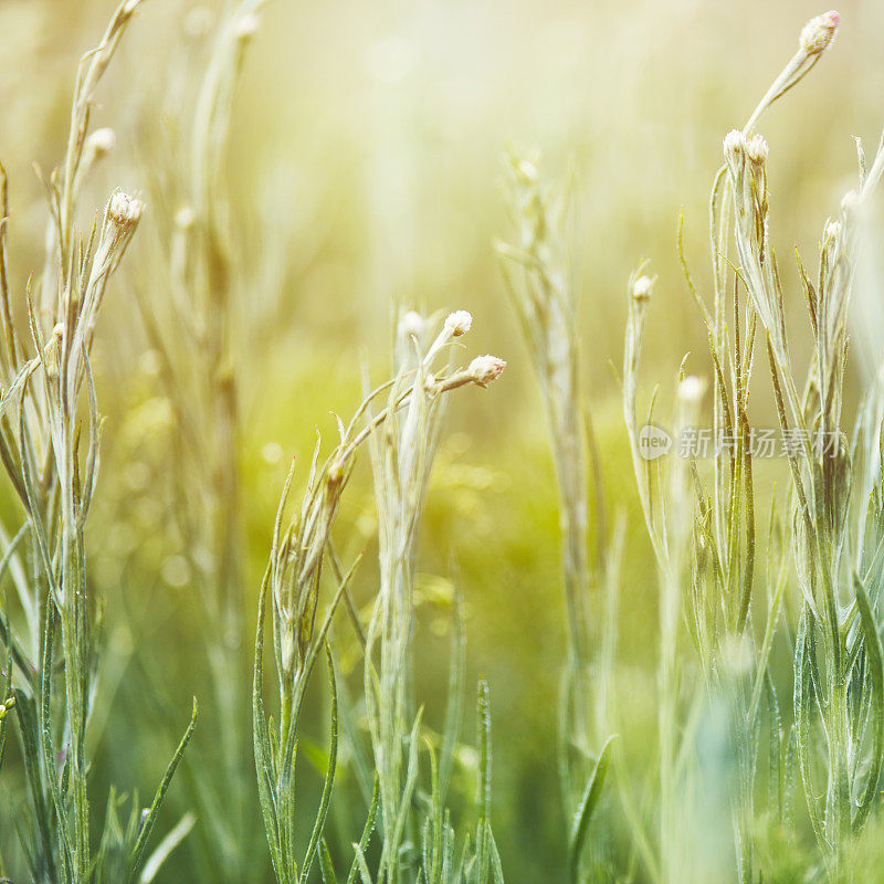 充满活力的野花草地在夏天接近植物在芽