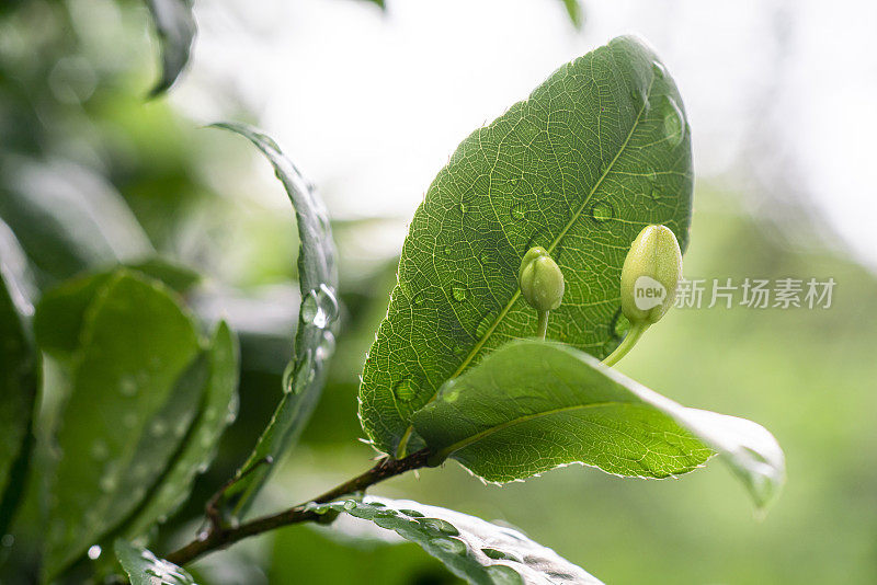 桔梗黄花植物。(米老鼠花)在花园里