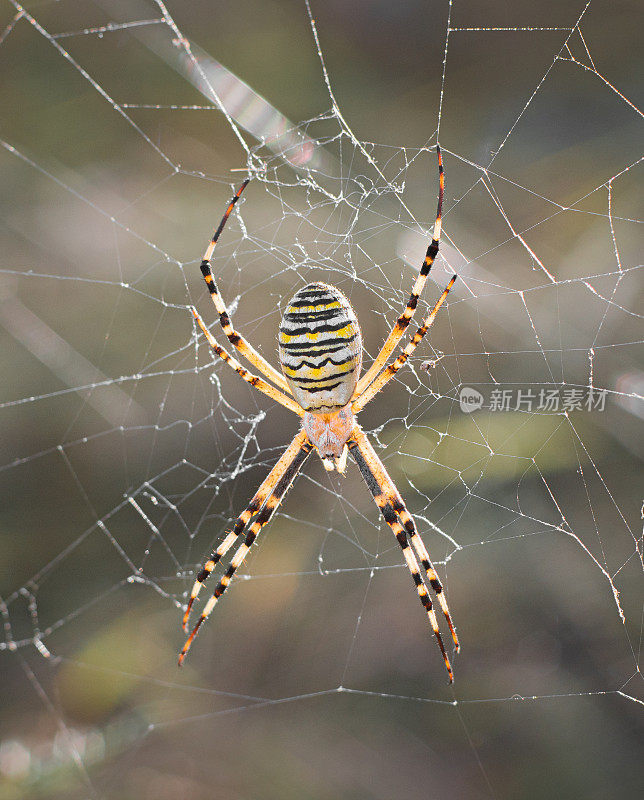 Argiopa蜘蛛在乌克兰南部草地上的一个自然栖息地，在它的网中，在夏天的下午特写。