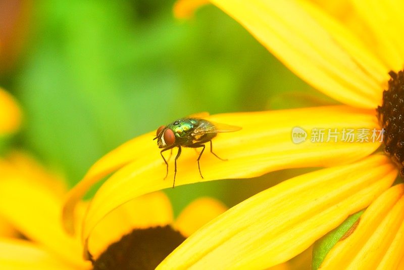 绿苍蝇在黄花上