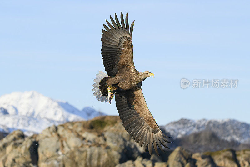 白尾鹰或海鹰在挪威北部的天空中狩猎