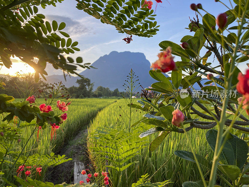 泰国北部清道的Doi琅山，夕阳西下，最后的阳光透过树叶照耀，下面是肥沃的稻田，顶部是鲜花。