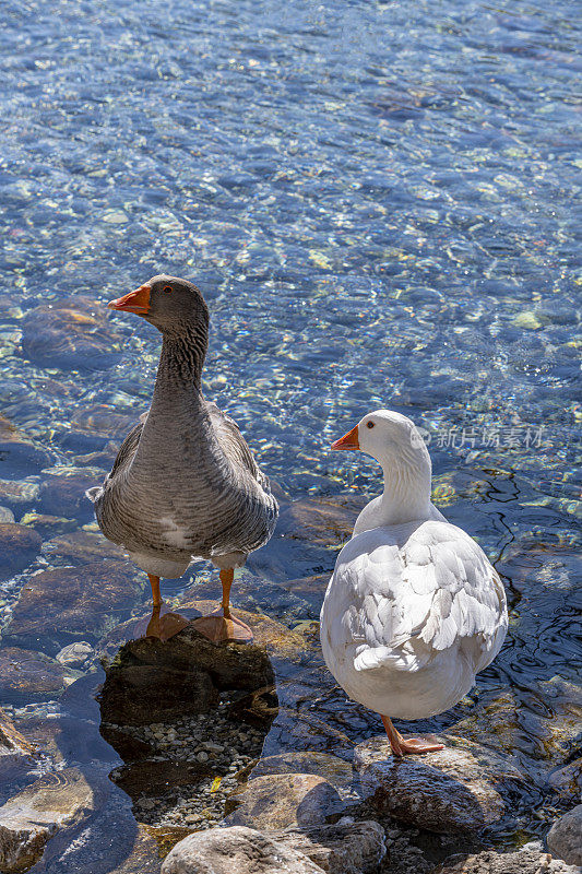 两只白鹅在河里排成一排游泳