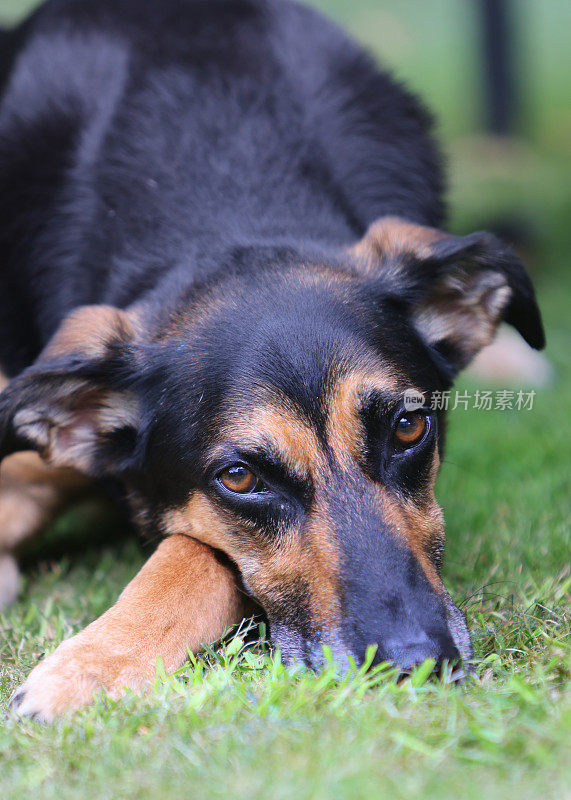 各种姿势的满足的老悲伤的德国牧羊犬交叉