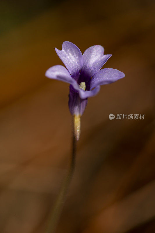 开放的Butterwort花面对镜头的特写与刺激和腭可见